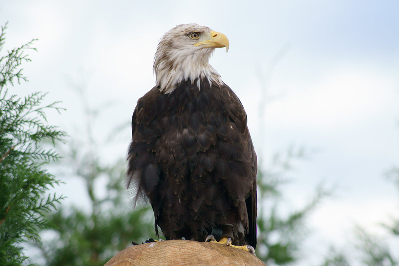 Adler DSC02590