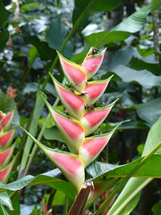 St. Lucia Botanical Gardens (11) - 11 March 2014