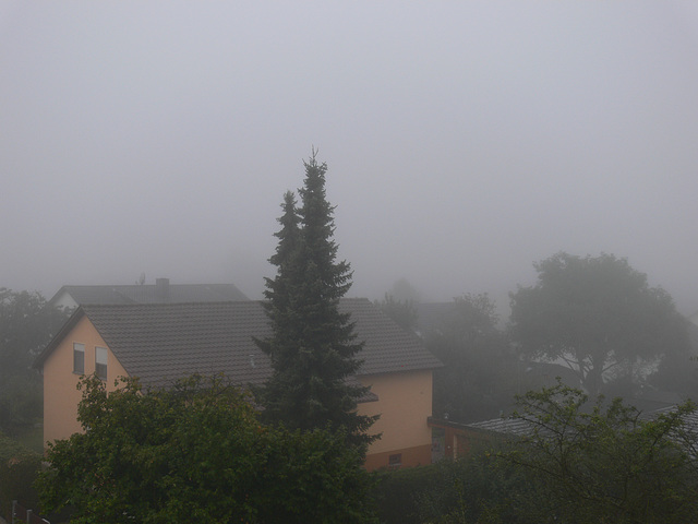 Morgennebel