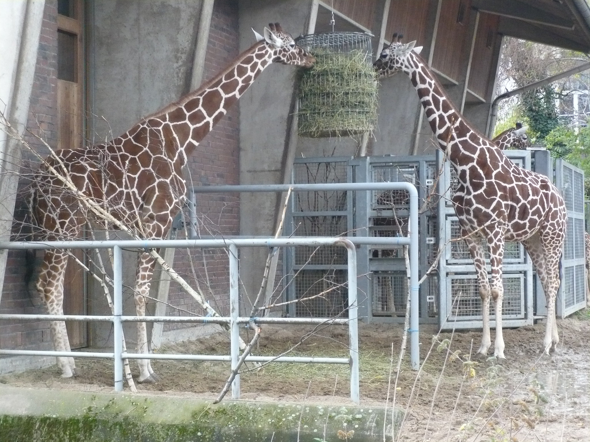 Giraffen im Kölner Zoo