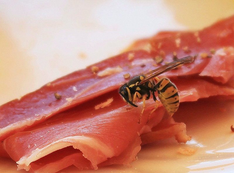 Wespe beim Schinken essen