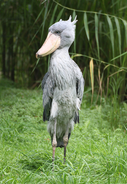 Schuhschnabel / Shoe-billed Stork