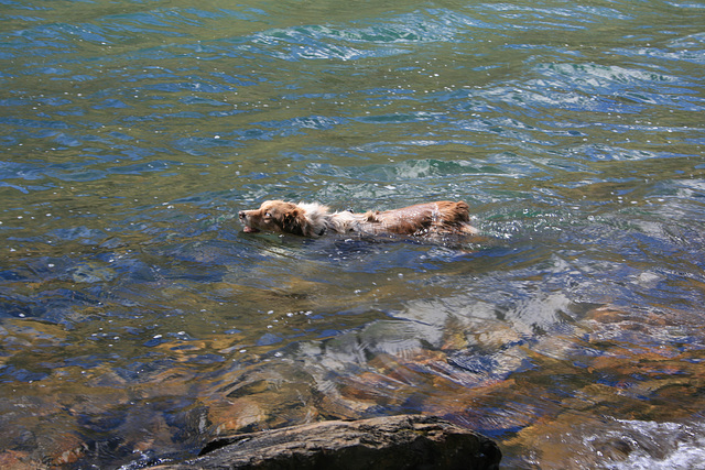 Jill swimming