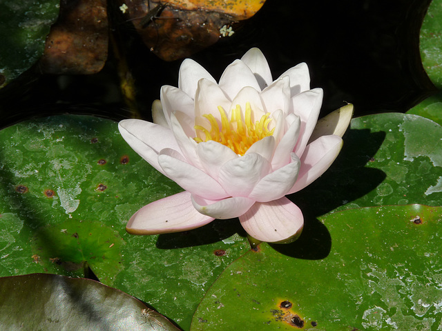 water lily