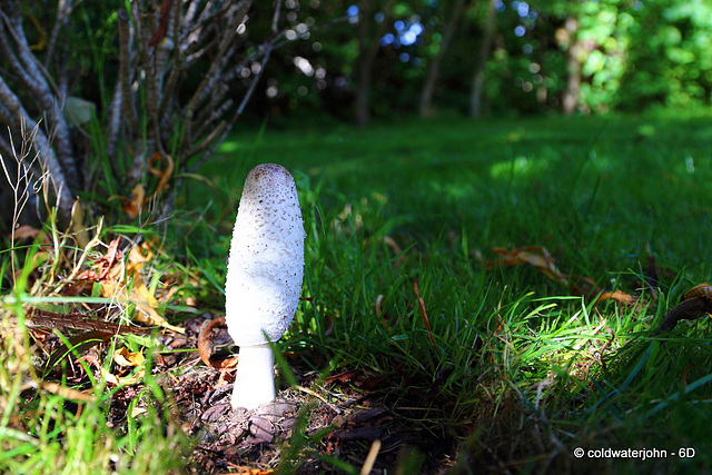 The first of the Shaggy Inkcaps to appear this year.