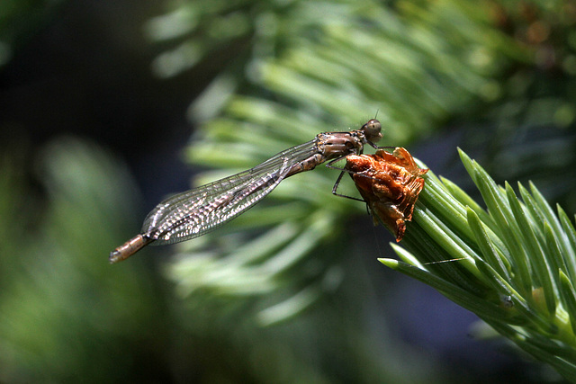 Damselfly