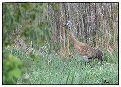 Sandhill Crane