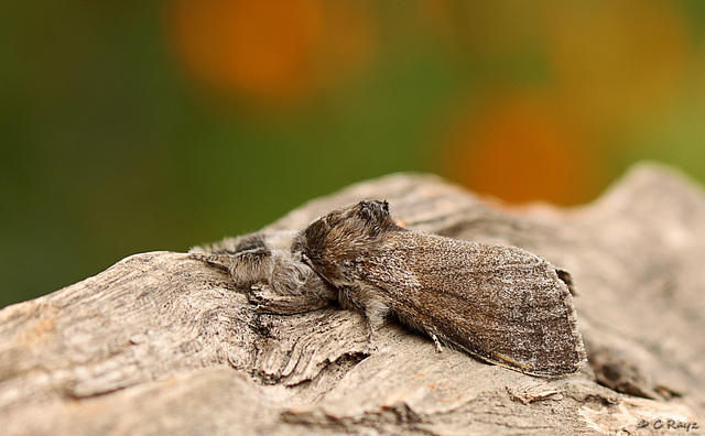 Pale Tussock Dark Colour Form