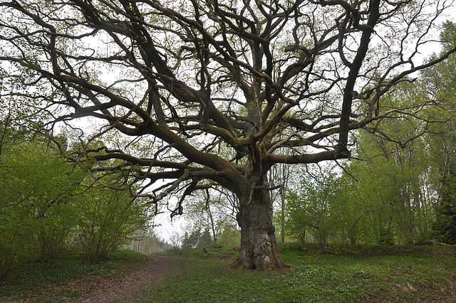 Oak tree