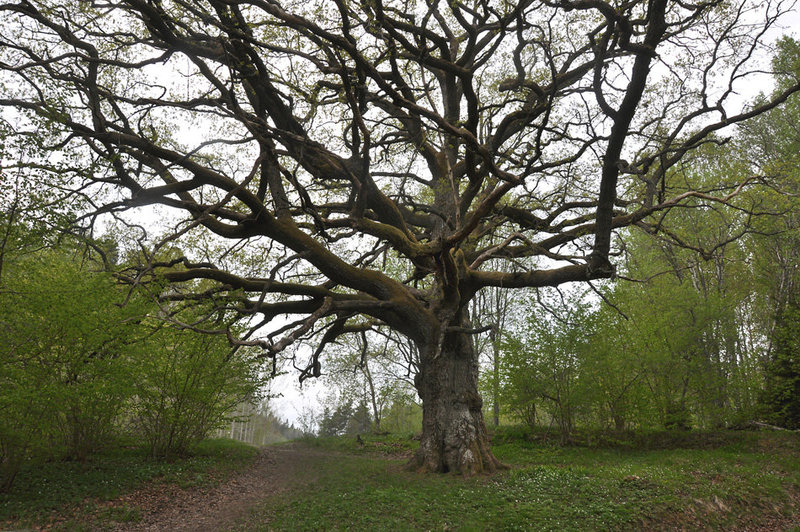 Oak tree