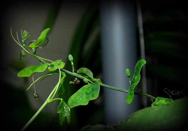 Passiflora murucuja