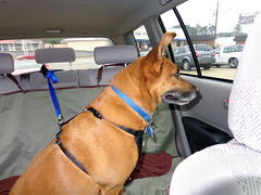 Otis with his seat belt on