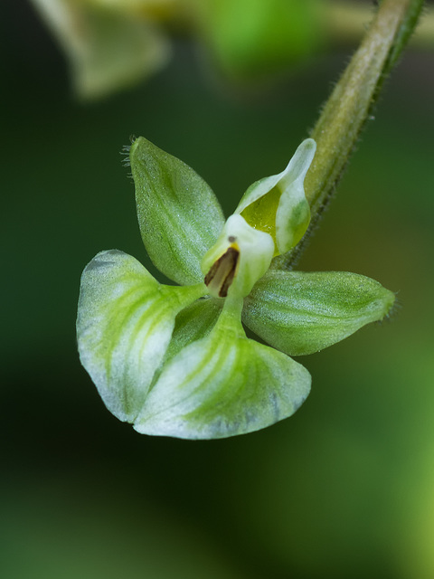 Ponthieva racemosa (Hairy Shadow-witch orchid)