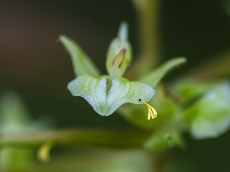 Ponthieva racemosa (Hairy Shadow-witch orchid) with attached pollinia