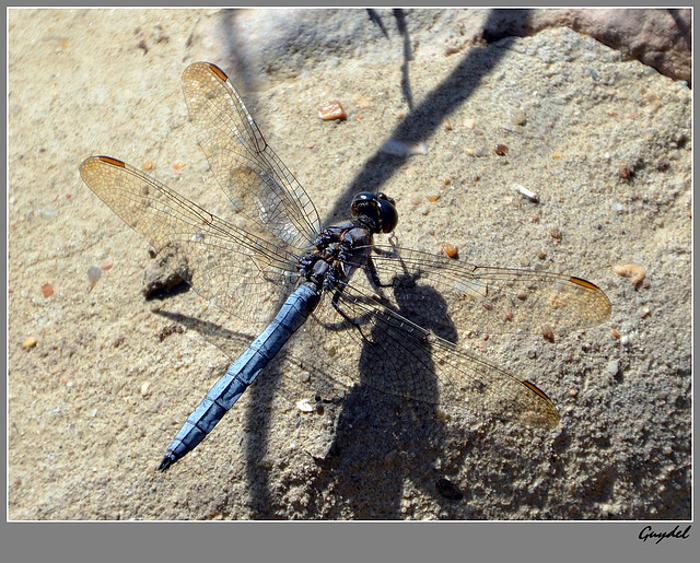 Orthetrum Bleuissant ...