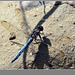 Orthetrum Bleuissant ...