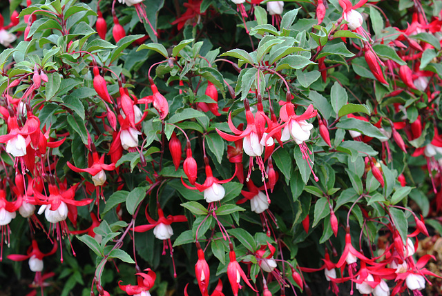 Pink flowers