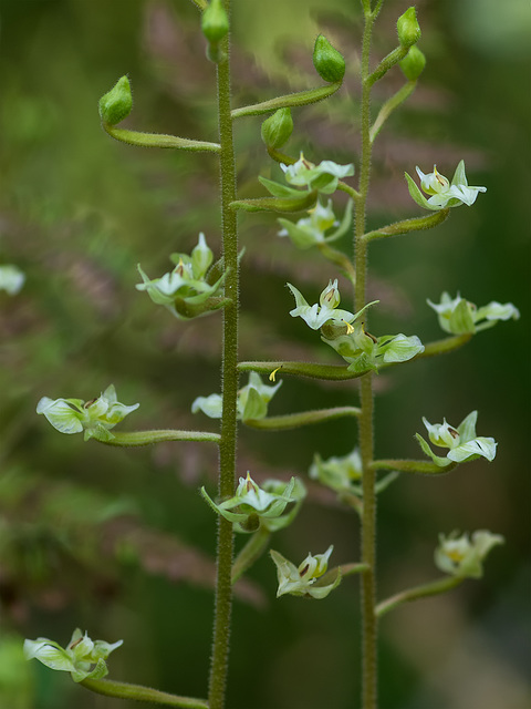 Ponthieva racemosa (Hairy Shadow-witch orchid)