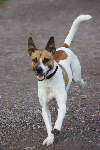 Jack Russell Rico DSC02809