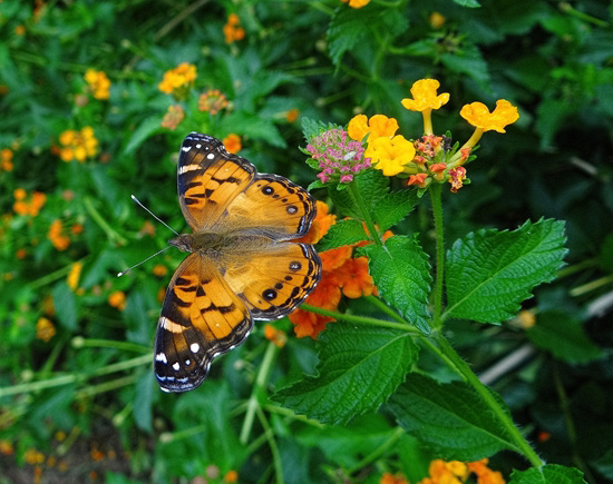 American Lady butterfly on Lantana