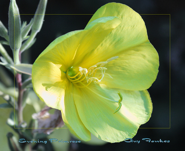 evening primrose