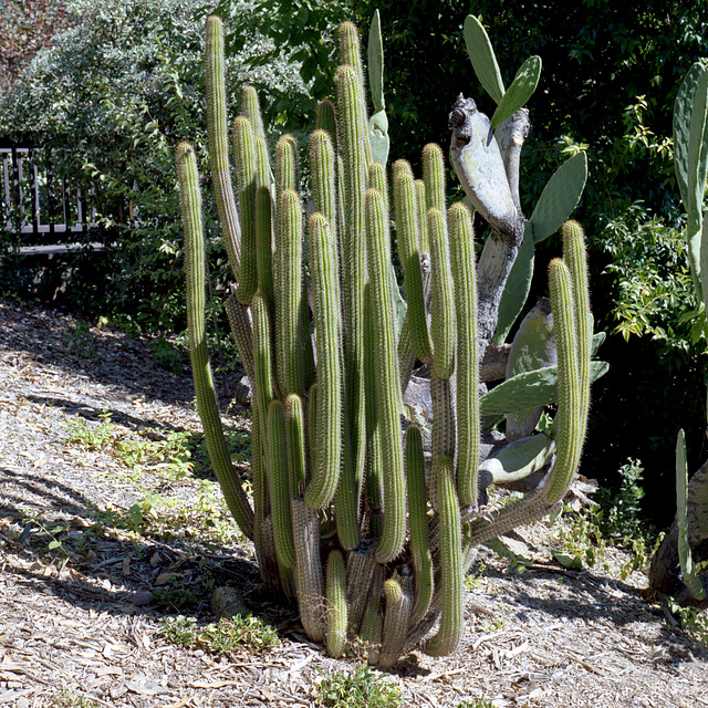 Musical Cactus