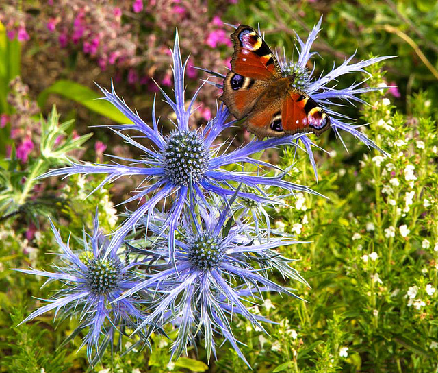 Peacock on eryngium