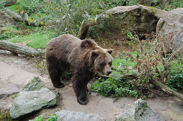 griza urso Kaj nun mi en mia tuta beleco. (Und nun ich in meiner ganzen Schönheit.)