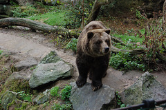 Mi estas bruna griza urso. (Ich bin ein brauner Grizzly-Bär.)
