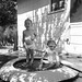 Taking a dip. 1951, Atascadero, California