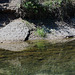 1 The Traventine Creek -Sulphur OK