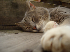 Tofu, with his beautiful smokey fir and pale paws