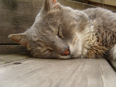 Tofu, sleeping peacefully on the veranda