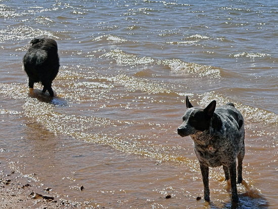 21 Flicka & Lucas on the shore at Lake Arbuckle 24-9-13