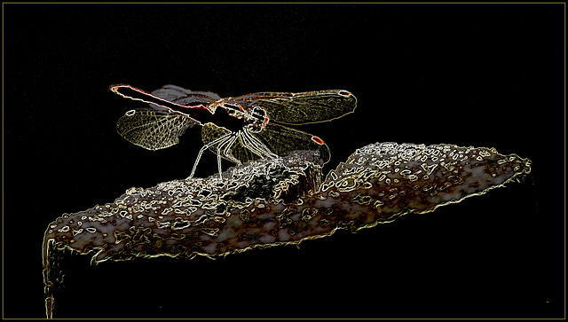 Sympetrum..... à l'origine :-)