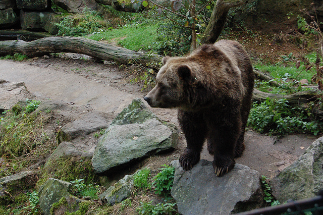 Mi estas vera urso, ne nur pluŝbesto. (Ich bin ein wirklicher Bär, nicht nur nur ein Teddybär.)