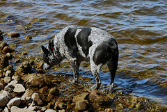 26 Flicka on the shore at Lake Arbuckle 24-9-13