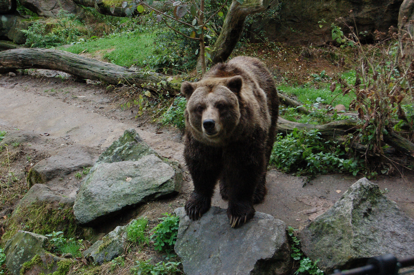 Griza urso: "Nu, fotu!" (Grizzly-Bär: "Na, fotografiere!")