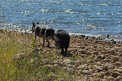28 Flicka & Lucas on the shore at Lake Arbuckle 24-9-13