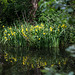 20140520 3498VRAw [D~DU] Sumpf-Schwertlilie (Iris pseudacorus), 6-Seenplatte, DU-Wedau