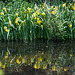 20140520 3497VRAw [D~DU] Sumpf-Schwertlilie (Iris pseudacorus), 6-Seenplatte, DU-Wedau