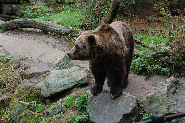 Griza urso. (Grizzly-Bär)