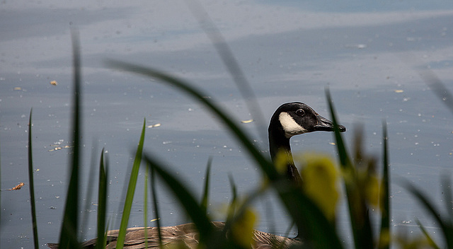 20140520 3494VRAw [D~DU] Kanadagans (Branta canadensis), 6-Seenplatte, Duisburg-Wedau