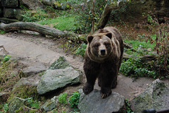 Griza urso (Grizzly-Bär)
