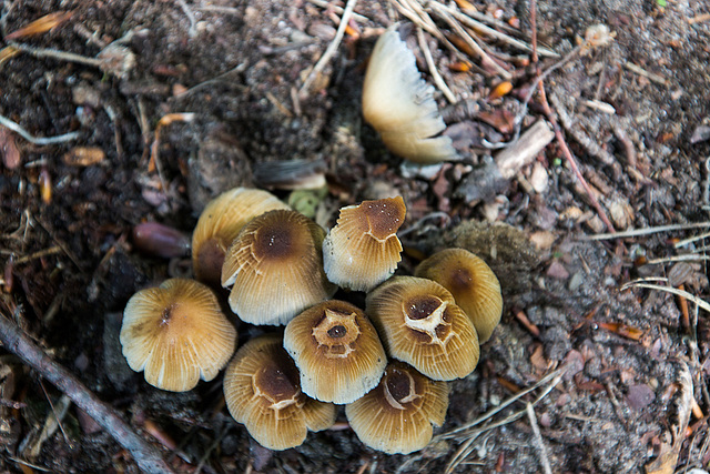 20140520 3491VRAw [D~DU] Glimmertintling (Coprinus micaceus), 6-Seenplatte, DU-Wedau