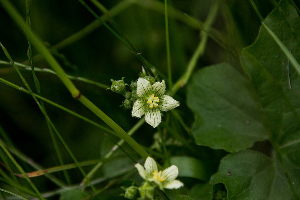 20140520 3478VRAw [D~DU] Rotfrüchtige Zaunrübe (Bryonia dioica), 6-Seenplatte, DU-Wedau