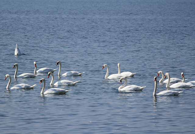 Schwäne auf dem Bodensee