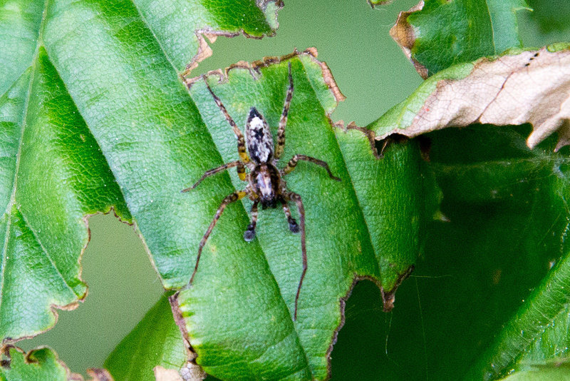 20140520 3473VRAw [D~DU] Spinne ???, 6-Seenplatte, DU-Wedau