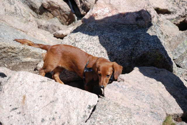 Peak-Bagging Wiener Dog