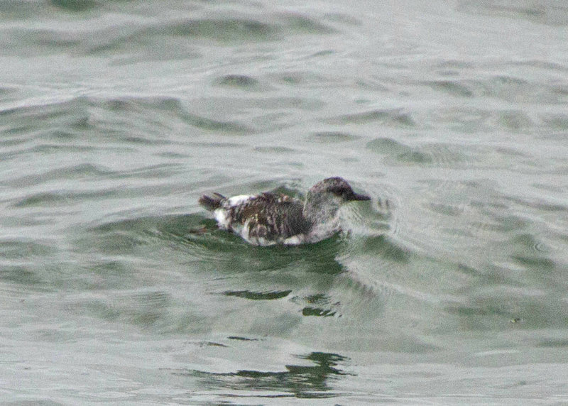 Juvenile Common Murre